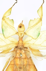 Cryptophyllium celebicum