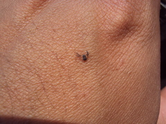 Misumenoides athleticus