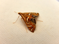 Margarosticha euprepialis