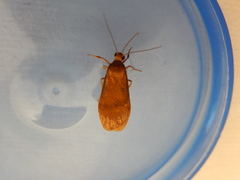 Lambula obliquilinea