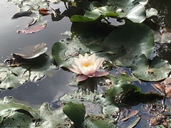 Nymphaea