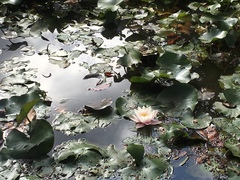 Nymphaea
