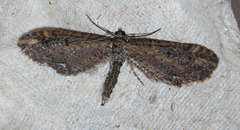 Eupithecia subapicata