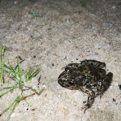 Pelodytes atlanticus