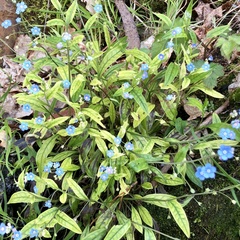Omphalodes nitida