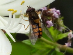 Syrphus octomaculatus