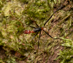 Leptomyrmex rufithorax