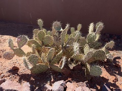 Opuntia rastrera
