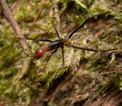 Leptomyrmex rufithorax