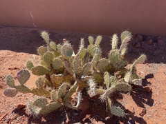 Opuntia rastrera