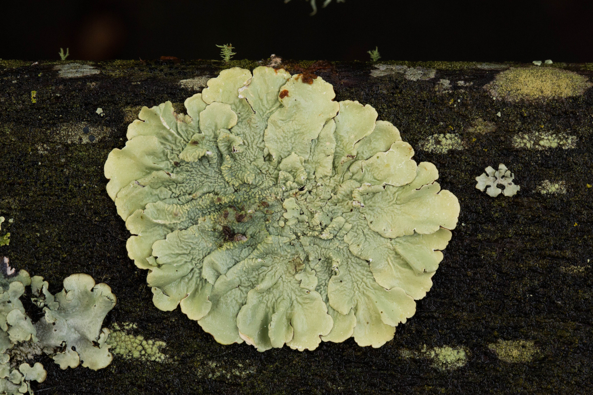 Flavoparmelia image