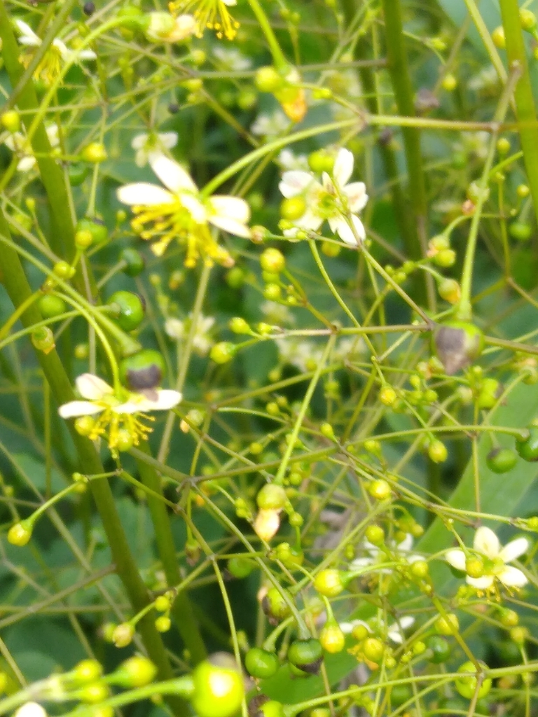 Talinum nocturnum