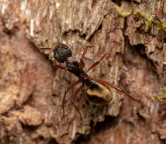 Dolichoderus extensispinus