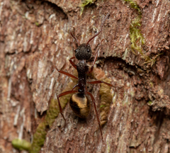 Dolichoderus extensispinus