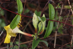 Mandevilla scabra
