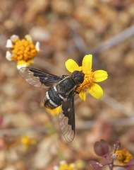 Hemipenthes bigradata