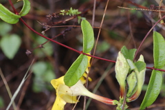 Mandevilla scabra
