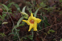 Mandevilla scabra
