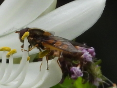 Syrphus octomaculatus