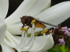 Syrphus octomaculatus