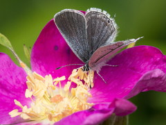 Cupido amyntula