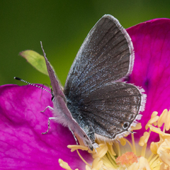 Cupido amyntula