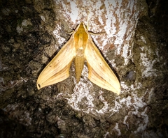 Xylophanes tersa