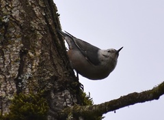 Sitta carolinensis aculeata