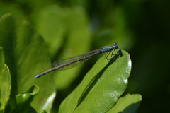 Acanthagrion lancea