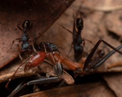 Rhytidoponera victoriae