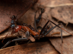 Rhytidoponera victoriae