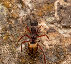 Dolichoderus extensispinus