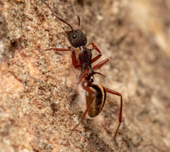 Dolichoderus extensispinus