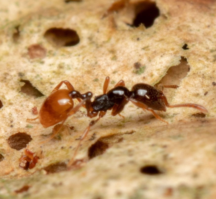 Chelaner tambourinensis