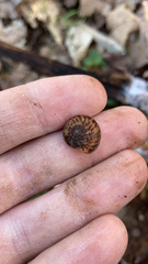 Anguispira strongylodes