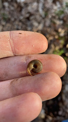 Anguispira strongylodes