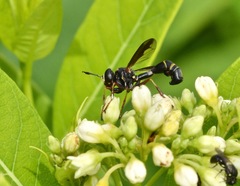 Physocephala marginata