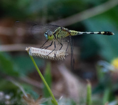 Diplacodes trivialis