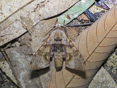 Daphnusa ocellaris