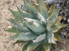 Agave vizcainoensis