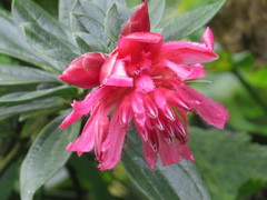 Cavendishia adenophora