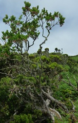 Vaccinium cylindraceum