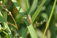 Acrotomopus microspilotus