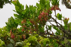 Vaccinium cylindraceum