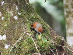 Furnariinae