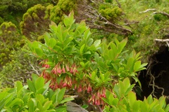 Vaccinium cylindraceum