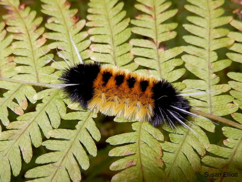 Spotted Tussock Moth, photo 2 of 9