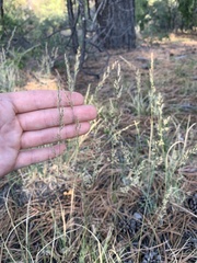 Muhlenbergia montana