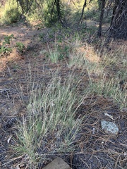 Muhlenbergia montana