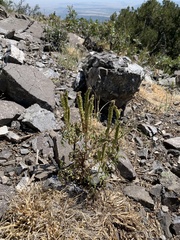 Phacelia denticulata